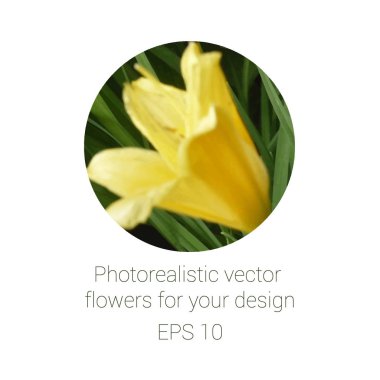 Çemberdeki fotorealistik çiçek, vektör illüstrasyonu