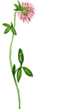 Çiçek çerçevesi. Vektör suluboya çiçekleri