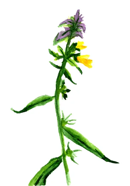 Wildflower Watercolor Floral Illustration — ストックベクタ