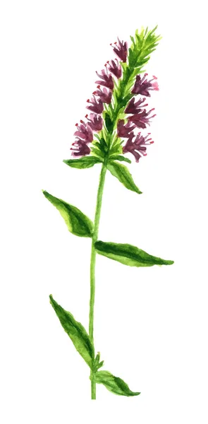Αγριολούλουδα Υδατογραφία Floral Εικόνα — Διανυσματικό Αρχείο
