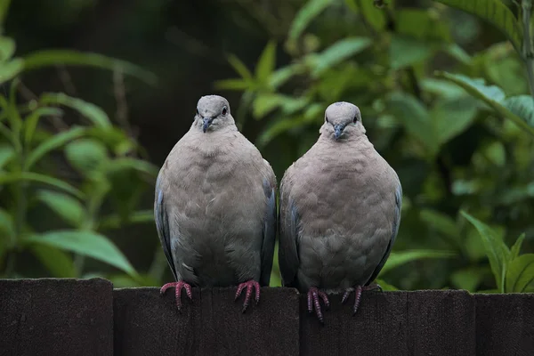 Dos palomas de cuello mirando directamente a la cámara — Foto de Stock