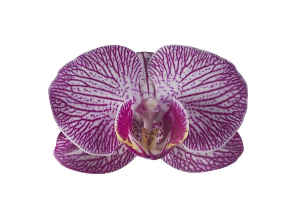 Einzelne Phalaenopsis-Orchideenblume auf weißem Hintergrund — Stockfoto