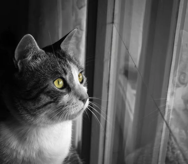 Gato doméstico bonito olhando através da janela e testemunhando a primeira neve — Fotografia de Stock