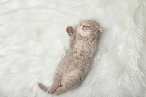 Little Ginger Kitten Sleeping Sleep Relaxation — Stock Photo, Image