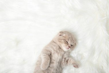 Küçük kızıl kedicik uyuyor. Uyu. Rahatlama