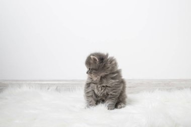 Odadaki ışık duvarının arka planındaki tüylü kedi yavrusu. Odadaki beyaz halıda siyah kedi yavrusu. Metin için yer