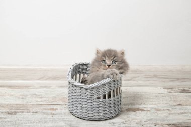 Mavi gözlü güzel kedi yavrusu sepette oturuyor.