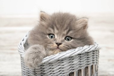 Mavi gözlü güzel bir kedi yavrusu sepette oturur. Yakın plan.