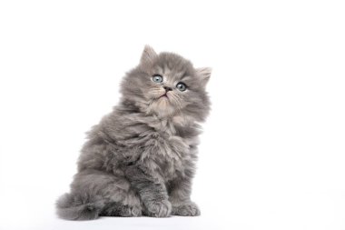 Siyah tüylü kedi yavrusu beyaz bir arka planda oturur.