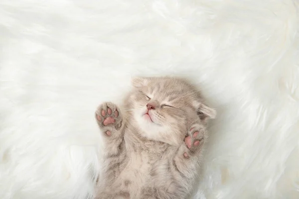 Red Kitten Sleeping White Rug Close — Stock Photo, Image