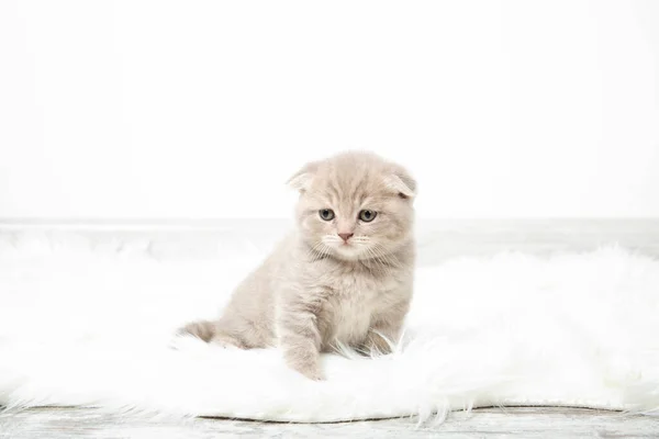 Piccolo Gattino Rosso Siede Una Stanza Soffice Tappeto Bianco Gattino — Foto Stock