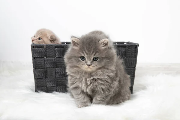 Cesta Com Gatinhos Pequenos Quarto Tapete Aconchegante Sala Brilhante Belos — Fotografia de Stock