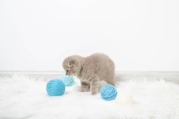 Little ginger kitten looks at a ball of thread. Kitten plays in the room