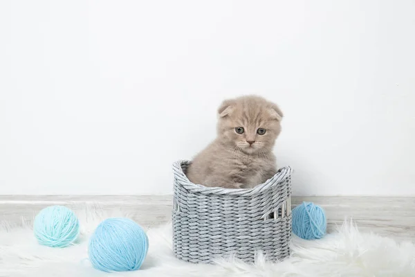 Beyaz Arka Planda Iplik Yumakları Olan Sepetteki Küçük Sevimli Kedi — Stok fotoğraf
