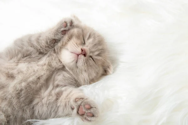 Red Kitten Sleeping White Rug Close — Stock Photo, Image