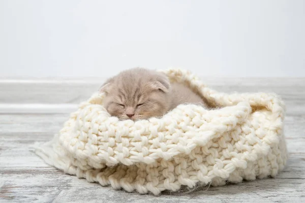 Yavru kedi güzel örülmüş bir ekose üzerinde uyur..