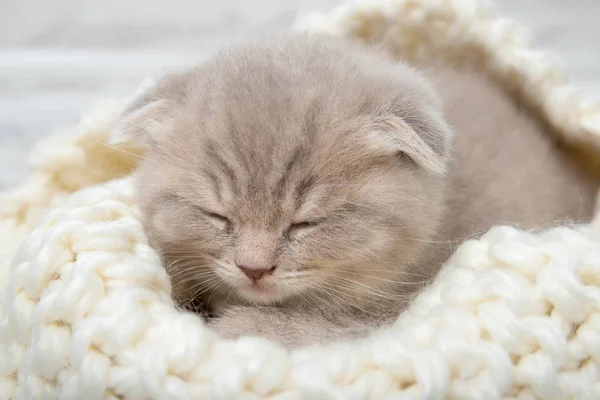 Gatinho Gengibre Bonito Está Dormindo Close — Fotografia de Stock