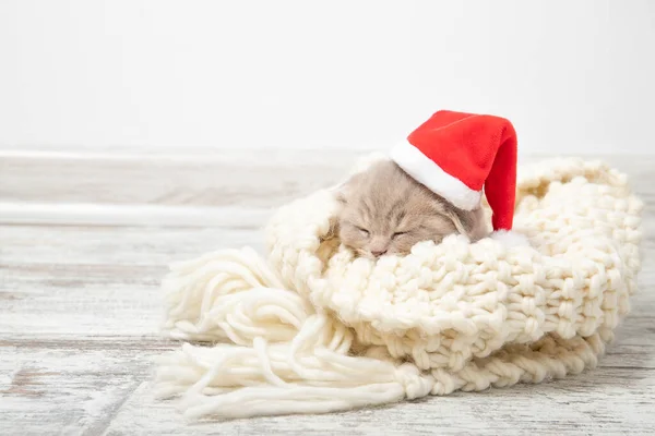 Noel Baba şapkalı kedi yavrusu. Yeni Yıl
