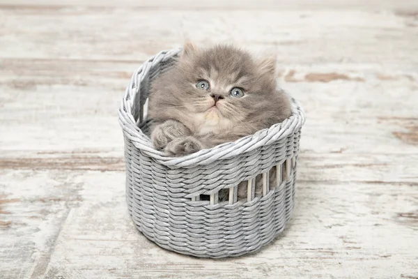 Gatinho Preto Bonito Uma Cesta — Fotografia de Stock