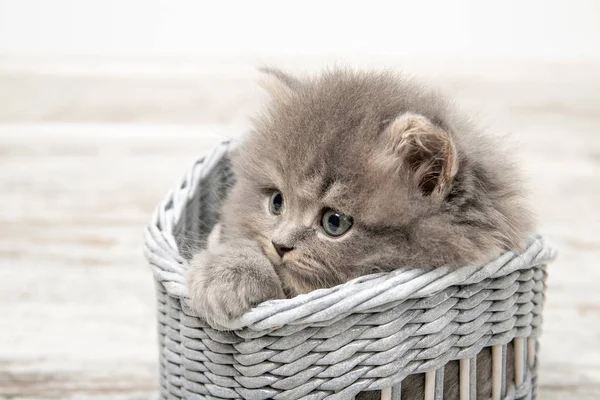 Beautiful Kitten Blue Eyes Sits Basket Close — Stock Photo, Image