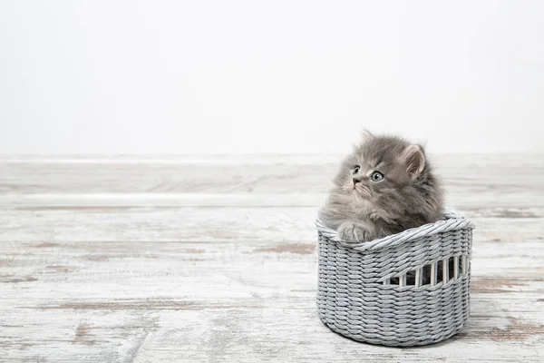 Lindo Gatinho Com Olhos Azuis Senta Uma Cesta Com Lugar — Fotografia de Stock