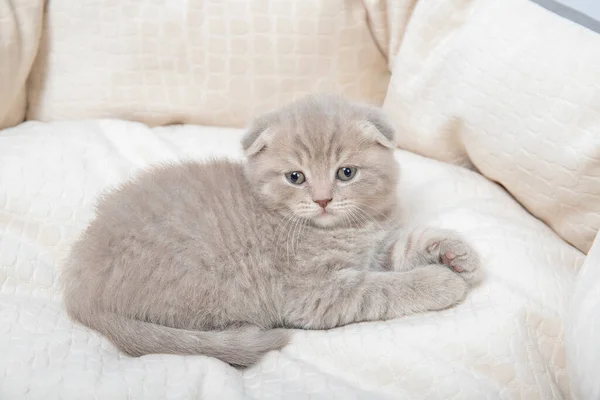 Kedi Yavrusu Kedilerin Yatağında Yatıyor — Stok fotoğraf