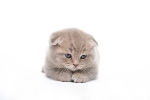 Красный Котёнок Лежит Белом Фоне — стоковое фото