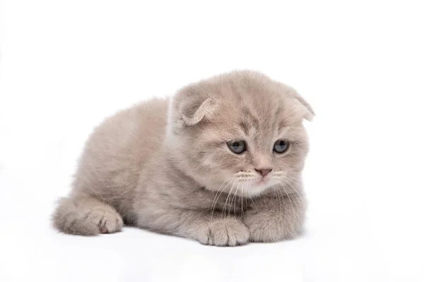 Gattino Rosso Trova Uno Sfondo Bianco — Foto Stock