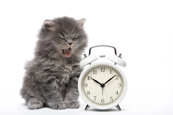Kedi yavrusu beyaz arka planda esniyor. - Günaydın. Çalar saat. Günaydın..