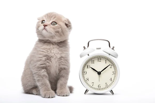 Beyaz arka planda kedi ve alarm saati. Hayvanlar ve çalar saat. Günaydın..
