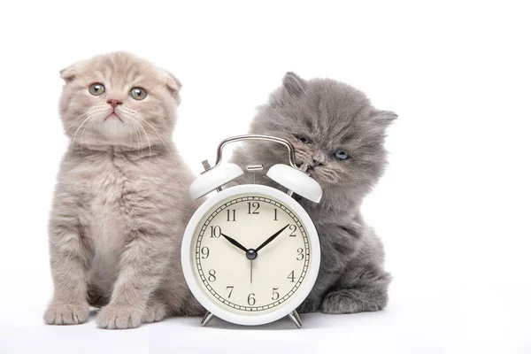 Beyaz arka planda kedi ve alarm saati. Hayvanlar ve çalar saat. Günaydın..