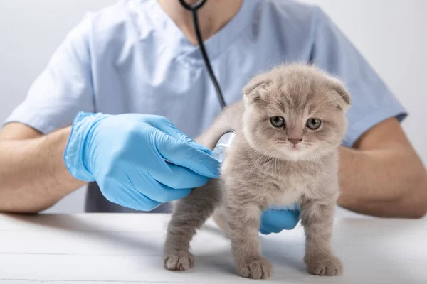 Doktor bir kedi yavrusunu yakından muayene ediyor.