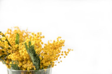 Beyaz arkaplanda bir bardakta Mimosa, metin için yer, kartpostal,