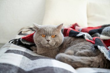 Kedi yatağın üzerinde yatıyor. Rahatlama. - Günaydın. İçi rahat.