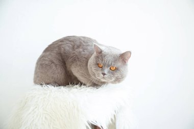 Kedi parlak bir odada oturuyor. Güzel bir iç mekan. Metin için yer