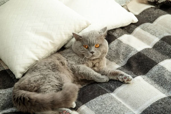 Γάτα Ξαπλώνει Στο Κρεβάτι Χαλάρωση Καλημέρα Γάτα Κοιτάζει Την Κάμερα — Φωτογραφία Αρχείου