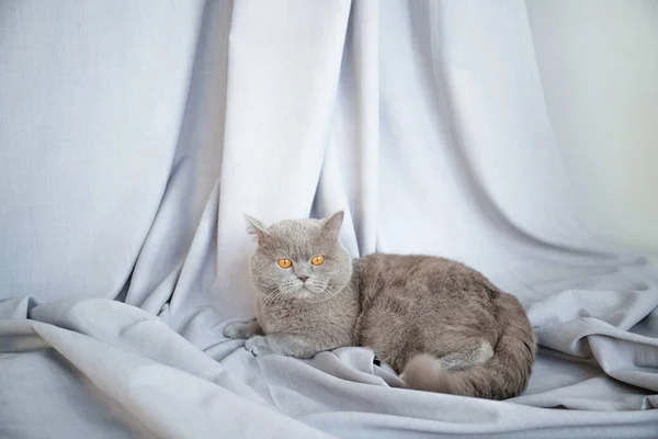 Beautiful Gray Cat Red Eyes Gray Background Cat Interior — Stock Photo, Image