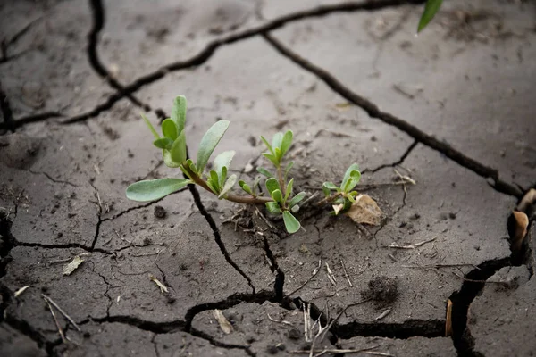 Cracked earth. Plant grows on arid soil