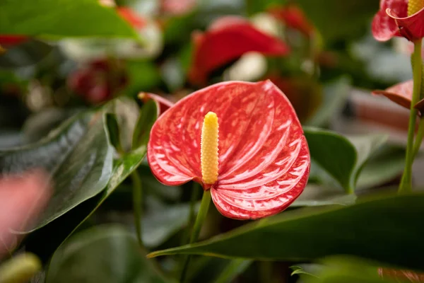 Anthurium Blüten Aus Nächster Nähe Schöne Komposition — Stockfoto