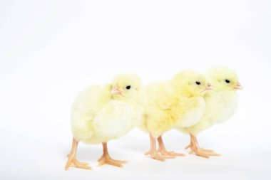 İzole edilmiş beyaz arka planda bir sürü küçük tavuk..