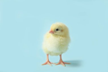 Mavi izole edilmiş arka planda tavuk. Güzel sarı piliç