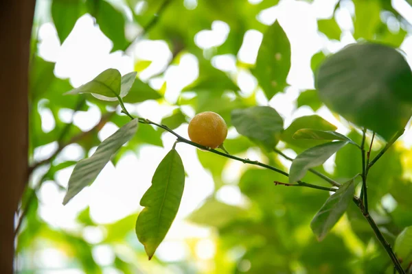 Ağaçta Mandarin Var Güzel Yeşil Mandalina Ağacı — Stok fotoğraf