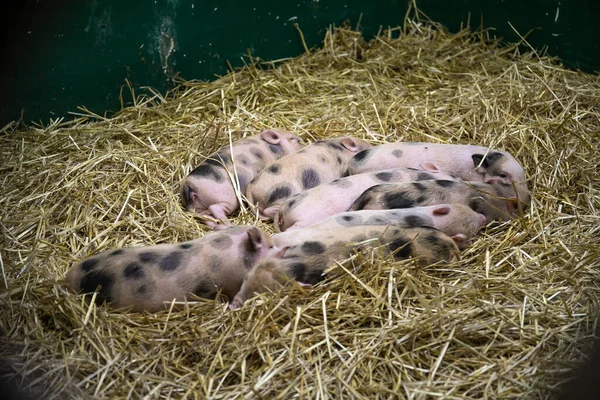 Little pigs in the hay. Animals.Close-up