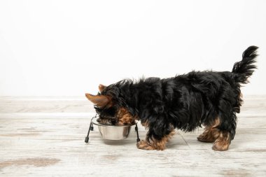 Bir köpek yavrusu odadaki bir kaseden yemek yer. Güzel bir iç mekan. Köpek tayını