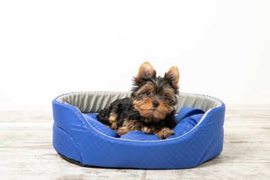 Yorkshire Terrier köpeği köpek yatağında uyuyor. Hayvanlar. Metin için yer