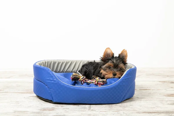 Küçük köpek yavrusu köpek yatağında bir oyuncakla yatıyor.