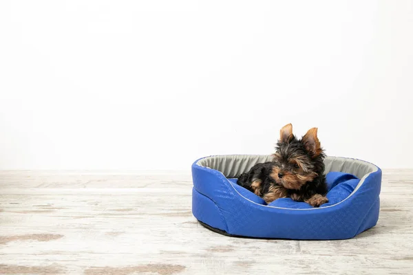 Yorkshire Terrier köpeği köpek yatağında uyuyor. Hayvanlar. Metin için yer