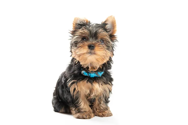 Piccolo Yorkshire Terrier Cucciolo Isolato Sfondo Bianco — Foto Stock