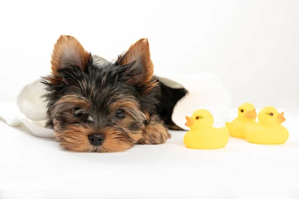 Bathing Little Puppy Yorkshire Terrier Puppy Towel Rubber Duck Yorkshire — Stock Photo, Image
