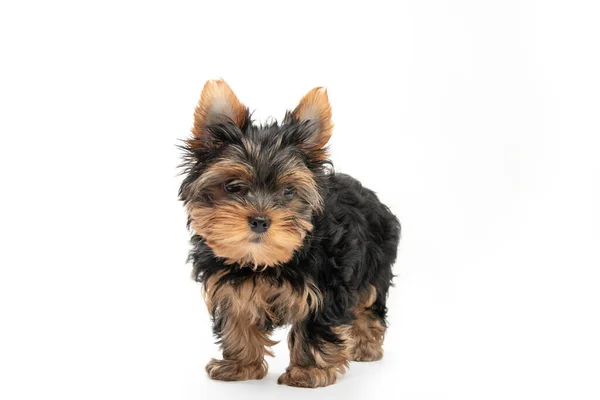 Little Yorkshire Terrier Puppy Isolated White Background — Stock Photo, Image